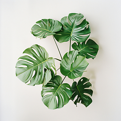 JPG 편집이미지 취미 사람없음 초록색 풀잎 열대식물 몬스테라 편집실사 AI포토 AI콘텐츠 식물 컬러 잎 풀_식물 CG 파일형식