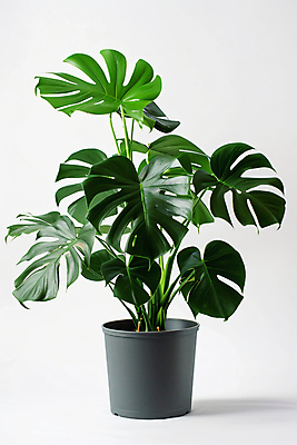 JPG 편집이미지 화분 취미 사람없음 초록색 풀잎 열대식물 몬스테라 편집실사 AI포토 AI콘텐츠 식물 컬러 잎 풀_식물 CG 파일형식