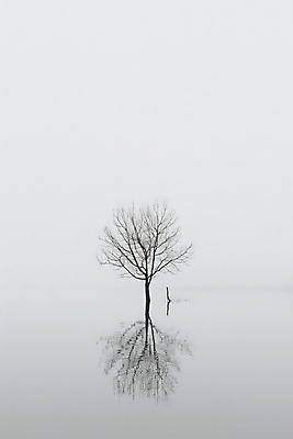 JPG 나무 편집이미지 추상 사람없음 반사 공간 회색 안개 분위기 심플 이미지 미니멀 편집실사 AI컴퓨터그래픽 AI콘텐츠 식물 컬러 컨셉 무늬 날씨 CG 파일형식