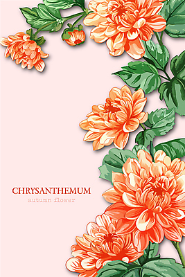 꽃잎 분홍색 일러스트 국화 사람없음 가을 풀잎 화려 국내일러스트 AI파일 계절 꽃 컬러 컨셉 잎 풀_식물 파일형식 벡터