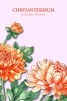 꽃잎 분홍색 일러스트 국화 사람없음 가을 풀잎 화려 국내일러스트 AI파일 계절 꽃 컬러 컨셉 잎 풀_식물 파일형식 벡터