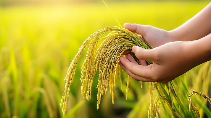 JPG 편집이미지 손 신체부위 노란색 수확 벼 쌀 가을 벼농사 풍요 의료성형뷰티 편집실사 AI인물포토 AI콘텐츠 계절 컬러 컨셉 농업 곡류 사람 농사 CG 파일형식 AI포토