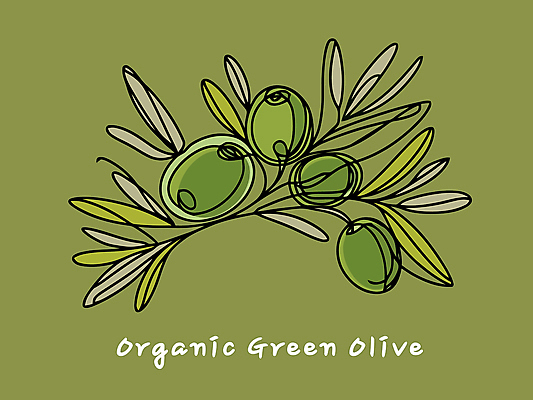 잎 일러스트 사람없음 초록색 유기농 올리브 드로잉 올리브열매 국내일러스트 AI파일 식물 웰빙 열매 컬러 미술 파일형식 벡터