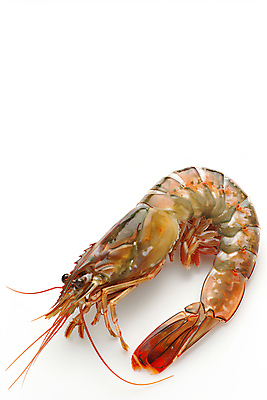 JPG 편집이미지 새우 사람없음 회색 해산물 생새우 편집실사 AI포토 AI콘텐츠 컬러 어패류 갑각류 CG 파일형식