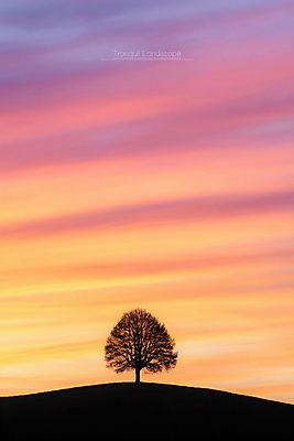 PSD 나무 편집이미지 실루엣 사람없음 고요 황혼 일몰 언덕 이미지편집 편집실사 식물 촬영기법 노을 CG 파일형식
