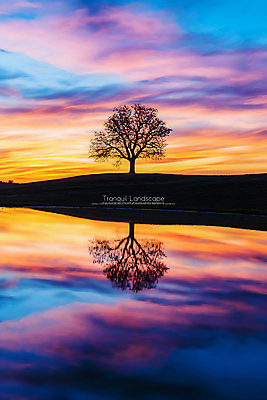 PSD 나무 편집이미지 실루엣 사람없음 강 반사 고요 황혼 일몰 이미지편집 편집실사 식물 촬영기법 노을 CG 파일형식