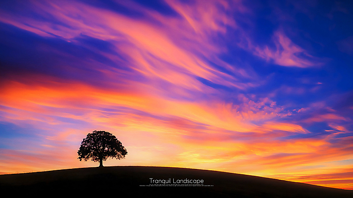 PSD 나무 편집이미지 실루엣 사람없음 고요 황혼 일몰 언덕 이미지편집 편집실사 식물 촬영기법 노을 CG 파일형식