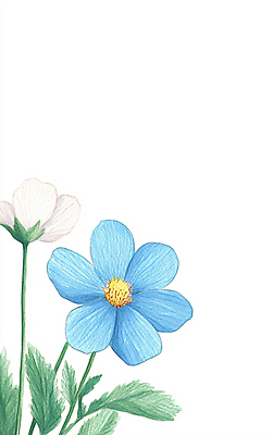 JPG 꽃 잎 일러스트 색연필 수채화 사람없음 파란색 두송이 드로잉 국내일러스트 AI일러스트 AI콘텐츠 식물 컬러 2 학용품 미술 파일형식