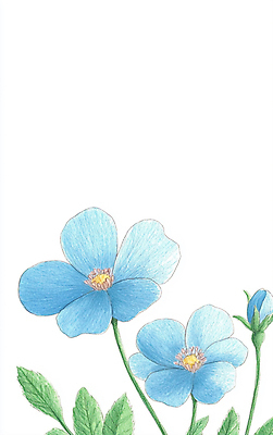 JPG 꽃 잎 일러스트 색연필 수채화 사람없음 파란색 세송이 드로잉 국내일러스트 AI일러스트 AI콘텐츠 식물 컬러 학용품 3 미술 파일형식