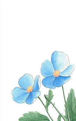 JPG 꽃 잎 일러스트 색연필 수채화 사람없음 파란색 두송이 드로잉 국내일러스트 AI일러스트 AI콘텐츠 식물 컬러 2 학용품 미술 파일형식