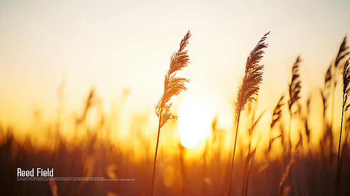PSD 편집이미지 사람없음 햇빛 태양 일몰 가을 갈대밭 이미지편집 편집실사 자연요소 계절 노을 CG 파일형식 갈대_식물
