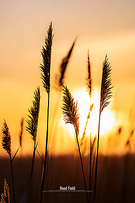 PSD 편집이미지 사람없음 햇빛 태양 일몰 가을 갈대밭 이미지편집 편집실사 자연요소 계절 노을 CG 파일형식 갈대_식물