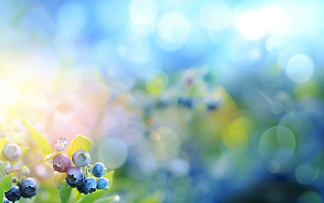 JPG 편집이미지 나뭇잎 사람없음 파란색 햇빛 신선 블루베리 보케 편집실사 AI포토 AI콘텐츠 컬러 잎 과일 태양 CG 파일형식