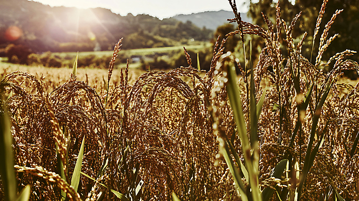 JPG 편집이미지 자연 산 풍경 사람없음 햇빛 벼 가을 농촌 시골 디지털합성 편집실사 AI포토 AI콘텐츠 계절 곡류 태양 CG 생태계 파일형식