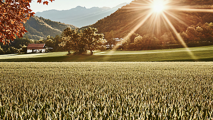 JPG 나무 편집이미지 자연 주택 풍경 사람없음 햇빛 벼 가을 농촌 시골 디지털합성 편집실사 AI포토 AI콘텐츠 식물 계절 곡류 건물 태양 CG 생태계 파일형식
