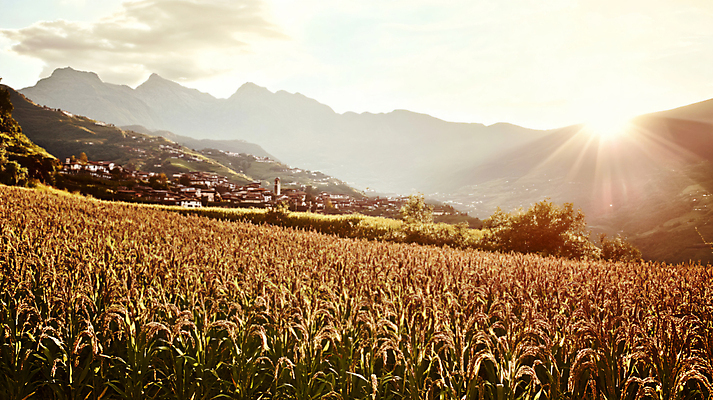 JPG 편집이미지 자연 산 풍경 사람없음 햇빛 벼 가을 농촌 시골 디지털합성 편집실사 AI포토 AI콘텐츠 계절 곡류 태양 CG 생태계 파일형식