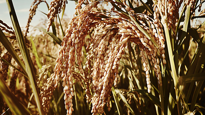 JPG 편집이미지 자연 풍경 사람없음 벼 가을 농촌 시골 디지털합성 편집실사 AI포토 AI콘텐츠 계절 곡류 CG 생태계 파일형식