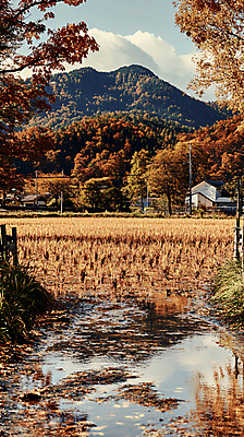 JPG 나무 편집이미지 자연 산 주택 풍경 사람없음 햇빛 벼 가을 농촌 시골 디지털합성 웅덩이 편집실사 AI포토 AI콘텐츠 식물 계절 곡류 건물 태양 CG 생태계 파일형식