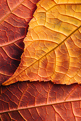 JPG 편집이미지 낙엽 나뭇잎 사람없음 컬러풀 가을 편집실사 AI포토 AI콘텐츠 계절 컬러 잎 CG 파일형식