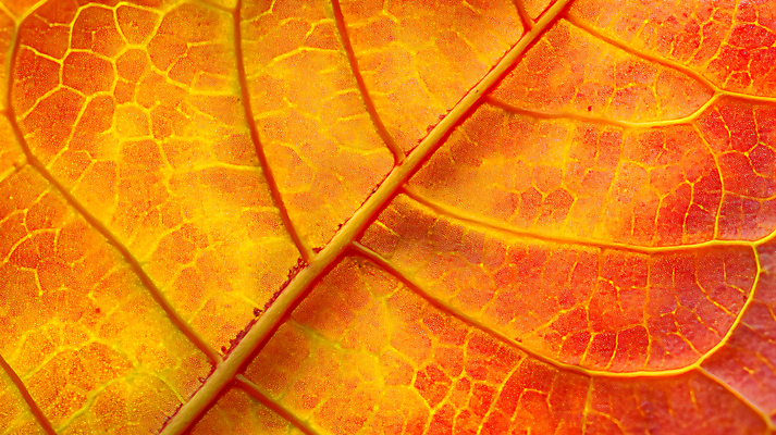 JPG 편집이미지 낙엽 나뭇잎 사람없음 컬러풀 가을 편집실사 AI포토 AI콘텐츠 계절 컬러 잎 CG 파일형식