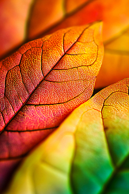 JPG 편집이미지 낙엽 나뭇잎 사람없음 컬러풀 가을 편집실사 AI포토 AI콘텐츠 계절 컬러 잎 CG 파일형식