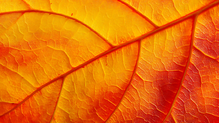 JPG 편집이미지 낙엽 나뭇잎 사람없음 컬러풀 가을 편집실사 AI포토 AI콘텐츠 계절 컬러 잎 CG 파일형식