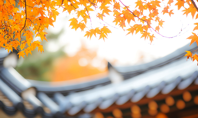 JPG 편집이미지 한국전통 단풍 낙엽 기와집 사람없음 가을 기와지붕 편집실사 AI포토 AI콘텐츠 전통 계절 잎 지붕 한옥 한국 기와 CG 파일형식