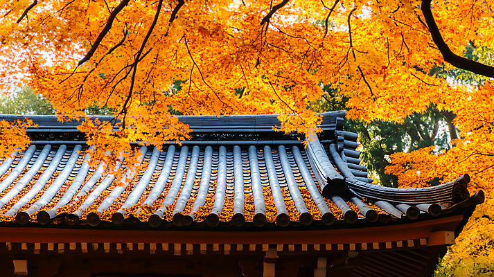 JPG 편집이미지 한국전통 단풍 낙엽 기와집 사람없음 가을 기와지붕 편집실사 AI포토 AI콘텐츠 전통 계절 잎 지붕 한옥 한국 기와 CG 파일형식