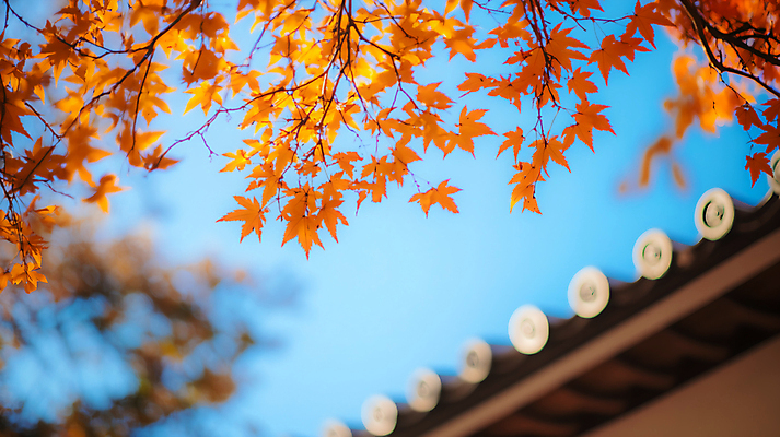 JPG 편집이미지 한국전통 단풍 낙엽 하늘 기와집 사람없음 가을 기와지붕 편집실사 AI포토 AI콘텐츠 전통 계절 잎 지붕 한옥 한국 기와 CG 파일형식