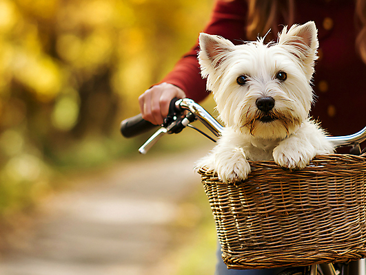 JPG 편집이미지 라이프스타일 여자 반려견 여유 한명 성인 야외 자전거 산책 가을 강아지 디지털합성 성인여자한명만 편집실사 AI인물포토 AI콘텐츠 1 계절 감정 휴식 사람 생활 반려동물 바이크 개 CG 여자한명만 성인여자만 파일형식 AI포토