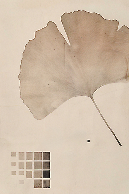 JPG 낙엽 일러스트 나뭇잎 수채화 사람없음 갈색 가을 빈티지 질감 복고 은행잎 베이지색 미니멀 국내일러스트 AI일러스트 AI콘텐츠 계절 컬러 컨셉 잎 파일형식