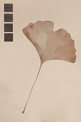 JPG 낙엽 일러스트 나뭇잎 수채화 사람없음 갈색 가을 빈티지 질감 복고 은행잎 베이지색 미니멀 국내일러스트 AI일러스트 AI콘텐츠 계절 컬러 컨셉 잎 파일형식