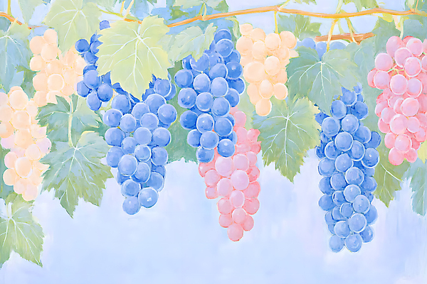 JPG 일러스트 포도 색연필 수채화 사람없음 파란색 물감 나뭇가지 그림 포도밭 파스텔톤 포도넝쿨 포도잎 국내일러스트 AI일러스트 AI콘텐츠 나무 컬러 잎 밭 과일 학용품 미술도구 덩굴 파일형식