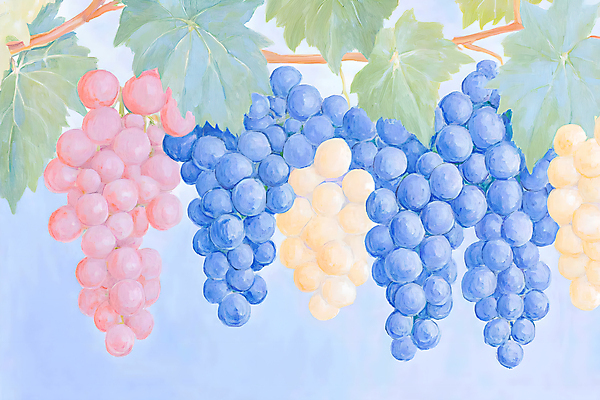 JPG 일러스트 포도 색연필 수채화 사람없음 파란색 물감 나뭇가지 그림 포도밭 파스텔톤 포도넝쿨 포도잎 국내일러스트 AI일러스트 AI콘텐츠 나무 컬러 잎 밭 과일 학용품 미술도구 덩굴 파일형식