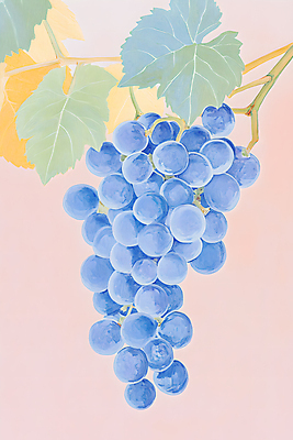 JPG 일러스트 포도 색연필 수채화 사람없음 파란색 물감 나뭇가지 그림 포도밭 파스텔톤 포도넝쿨 포도잎 국내일러스트 AI일러스트 AI콘텐츠 나무 컬러 잎 밭 과일 학용품 미술도구 덩굴 파일형식