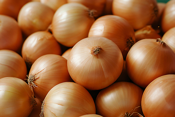 JPG 편집이미지 식재료 양파 사람없음 농사 가득함 편집실사 AI포토 AI콘텐츠 농업 채소 CG 파일형식