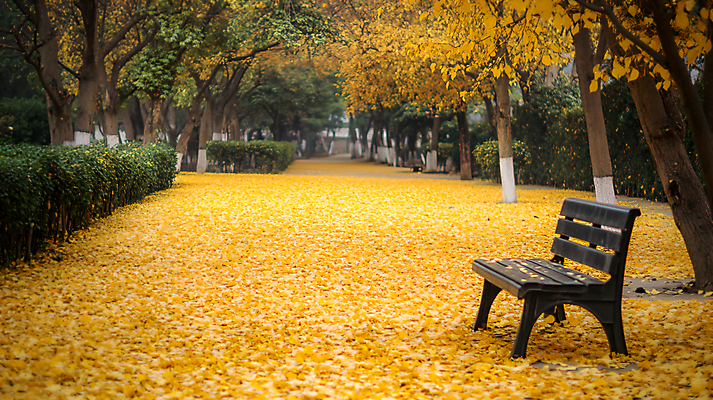 JPG 편집이미지 공원 단풍 낙엽 벤치 단풍나무 사람없음 야외 가을 편집실사 AI포토 AI콘텐츠 나무 계절 공공시설 잎 의자 CG 파일형식