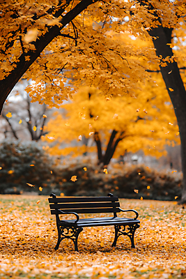 JPG 편집이미지 공원 단풍 낙엽 벤치 단풍나무 사람없음 야외 가을 편집실사 AI포토 AI콘텐츠 나무 계절 공공시설 잎 의자 CG 파일형식