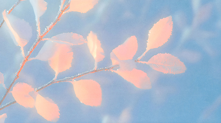 JPG 일러스트 자연 나뭇잎 사람없음 파란색 주황색 가을 서리 상강 국내일러스트 AI일러스트 AI콘텐츠 계절 컬러 잎 절기 생태계 파일형식