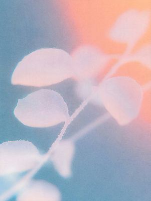 JPG 일러스트 자연 나뭇잎 사람없음 파란색 주황색 가을 서리 상강 국내일러스트 AI일러스트 AI콘텐츠 계절 컬러 잎 절기 생태계 파일형식