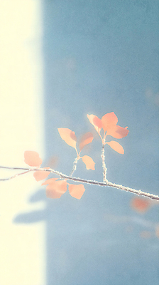 JPG 일러스트 자연 나뭇잎 그림자 사람없음 파란색 주황색 가을 서리 상강 국내일러스트 AI일러스트 AI콘텐츠 계절 컬러 잎 절기 생태계 파일형식