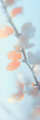 JPG 일러스트 자연 나뭇잎 사람없음 파란색 주황색 가을 나뭇가지 서리 상강 국내일러스트 AI일러스트 AI콘텐츠 나무 계절 컬러 잎 절기 생태계 파일형식