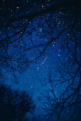 JPG 편집이미지 밤하늘 사람없음 어둠 나뭇가지 유성 남색 편집실사 AI컴퓨터그래픽 AI콘텐츠 나무 컬러 하늘 야간 CG 파일형식