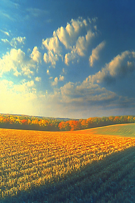 JPG 구름 편집이미지 단풍 밭 자연 하늘 그림자 풍경 초원 사람없음 햇빛 노을 가을 편집실사 AI포토 AI콘텐츠 자연요소 계절 잎 농업 태양 CG 생태계 파일형식