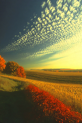 JPG 구름 편집이미지 단풍 자연 하늘 단풍나무 풍경 초원 사람없음 노을 가을 편집실사 AI포토 AI콘텐츠 자연요소 나무 계절 잎 CG 생태계 파일형식