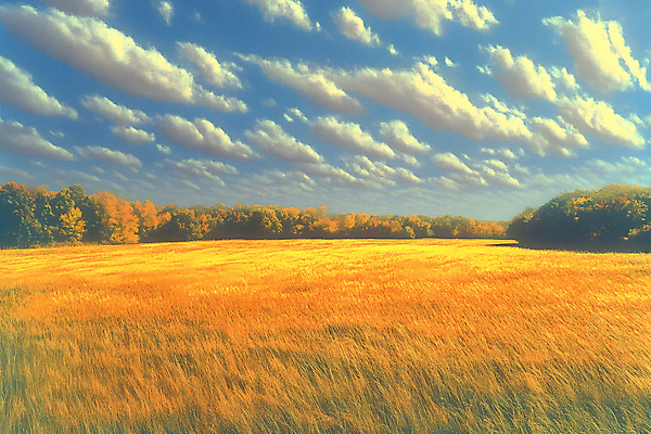 JPG 구름 편집이미지 단풍 자연 하늘 단풍나무 풍경 잔디 초원 사람없음 가을 편집실사 AI포토 AI콘텐츠 자연요소 나무 식물 계절 잎 CG 생태계 파일형식