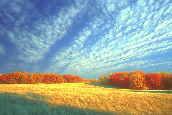JPG 구름 편집이미지 단풍 자연 하늘 단풍나무 풍경 초원 사람없음 가을 편집실사 AI포토 AI콘텐츠 자연요소 나무 계절 잎 CG 생태계 파일형식