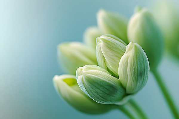 JPG 편집이미지 여러송이 사람없음 초록색 꽃봉오리 편집실사 AI포토 AI콘텐츠 꽃 컬러 다수 CG 파일형식