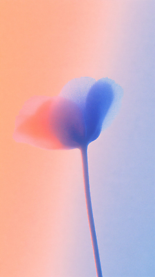 JPG 편집이미지 사람없음 파란색 주황색 들꽃 감성 편집실사 AI컴퓨터그래픽 AI콘텐츠 꽃 컬러 컨셉 CG 파일형식