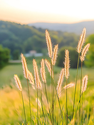 JPG 편집이미지 사람없음 일몰 가을 풀 강아지풀 편집실사 AI포토 AI콘텐츠 식물 계절 노을 CG 한해살이풀 파일형식